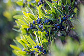 Narrow-leaved mock privet (Phillyrea angustifolia) fruits, Calanques National Park, La Ciotat, Bouches-du-Rhone, France