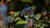 Laurustinus (Viburnum tinus) fruits, Gard, France