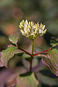 Autumn flowering Common dogwood (Cornus sanguinea), Gard, France
