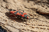 Black-and-Red-bug (Lygaeus equestris, Gard, France