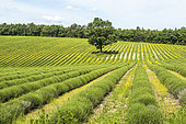 Lavender field on the Albion plateau, Parc Naturel Régional du Ventoux, Vaucluse, France