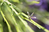 Hover fly (Syrphidae sp), Parc Naturel Régional du Verdon, France