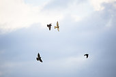 Kestrel (Falco tinnunculus) harassed by Jackdaws (Coloeus monedula) in flight, Courthézon salt pond sensitive natural area, Vaucluse, France