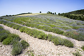 Lavender field on the Lure mountain, Alpes de Haute Provence, France