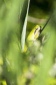 Mediterranean Tree frog (Hyla meridionalis), Courthézon salt pond sensitive natural area, Vaucluse, France
