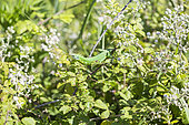 Green lizard (Lacerta viridis), Courthézon salt pond sensitive natural area, Vaucluse, France
