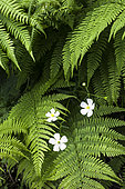 Bracken fern (Pteridium aquilinum) and flowering ranunculus, Aubrac Regional Nature Park, Massif Central, France