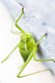 Grasshopper larva, Vaucluse, France