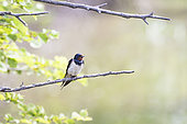 Barn Swallow (Hirundo rustica) on a branch, Camargue, France