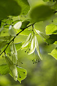 Lime tree flowers (Tilia sp), Vaucluse, France