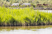 Camargue horses and foals at the edge of a marsh, Camargue, France
