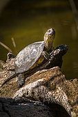 European pond turtle (Emys orbicularis), Camargue, France