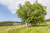 Walnut tree (Juglans regia) in a meadow in front of the village of La Martre, Parc Naturel Régional du Verdon, Var, France