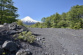 Llaima volcano and lava gully, Conguillio National Park, IX Region of Araucania, Chile