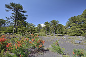 Llaima volcano with Monkeypuzzle tree (Araucaria araucana) and Notro (Embothrium coccineum) in bloom, Conguillio National Park, IX Region of Araucania, Chile