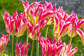 Tulip viridiflora 'Groenland'