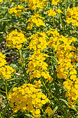Siberian Wallflower (Erysimum x allionii) 'Golden Bedder Yellow'