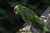Red-crowned Parrot (Amazona viridigenalis) on a branch, N.E. Mexico, San Luis Potosi