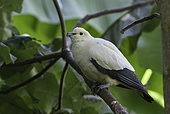 Pied Imperial-Pigeon (Ducula bicolor) on a branch, Philippines Islands