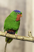Blue-crowned Lorikeet (Vini australis) on a branch, Samoa and Tonga Islands