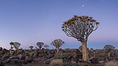Forest of Quiver tree (Aloidendron dichotoma), Namibia
