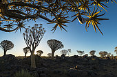 Forest of Quiver tree (Aloidendron dichotoma), Namibia
