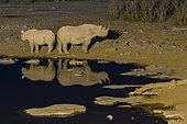 Black rhinoceros (Diceros bicornis) at waterhole, Etosha National Park, Namibia