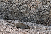 Dassie Rat (Petromus typicus) on rock, Spitzkoppe, Namibia