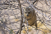 Rock Dassie (Procavia capensis) in a tree, Spitzkoppe, Namibia