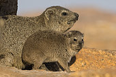 Rock Dassie (Procavia capensis) and young on granite boulder, Namibia