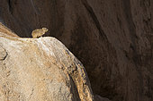 Daman des rochers (Procavia capensis) sur granite en boule, Namibie