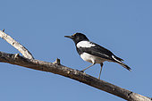 Mountain wheatear (Myrmecocichla monticola) ona branch, Namibia