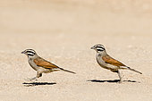 Cape Bunting (Emberiza capensis) on ground, Namibia