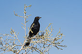 Pale-winged Starling (Onychognathus nabouroup) on a branch, Namibia
