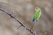 Rosy-faced Lovebird (Agapornis roseicollis) on abranch, Spitzkoppe, Damaraland Region, Namibia