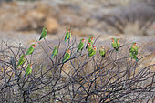 Rosy-faced Lovebird (Agapornis roseicollis) group on a shrub, Spitzkoppe, Damaraland Region, Namibia