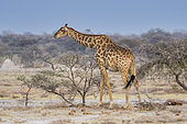 Southern Giraffe (Giraffa camelopardalis giraffa) in savana, Etosha National Park, Namibia