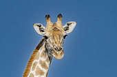 Portrait of Southern Giraffe (Giraffa camelopardalis giraffa) on blue sky background, Etosha National Park, Namibia