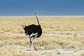 Ostrich (Struthio camelus) male in desert, Etosha National Park, Namibia