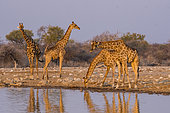 Southern Giraffes (Giraffa camelopardalis giraffa) and reflection at waterhole, Etosha National Park, Namibia