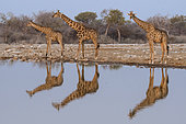 Southern Giraffes (Giraffa camelopardalis giraffa) and reflection at waterhole, Etosha National Park, Namibia