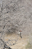 Southern Red-billed Hornbill (Tockus rufirostris) in a spiny tree, Etosha National Park, Namibia