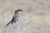 Southern Yellow-billed Hornbill (Tockus leucomelas) on a spiny tree, Etosha National Park, Namibia