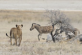 Lion (Panthera leo) and Burchell's Zebra (Equus quagga burchellii) in the savanna, Etosha National Park, Namibia