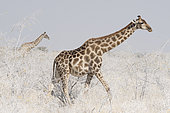 Southern Giraffe (Giraffa camelopardalis giraffa) walking in dust, Etosha National Park, Namibia