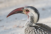 Portrait of Southern Red-billed Hornbill (Tockus rufirostris), Etosha National Park, Namibia