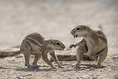 South african ground squirrel (Xerus inauris) facing, Etosha National Park, Namibia
