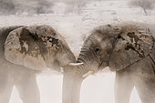 African elephant (Loxodonta africana) fighting in the dust, Etosha National Park, Namibia
