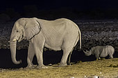 African Elephant (Loxodonta africana) and Black rhinoceros (Diceros bicornis) at waterhole, Etosha National Park, Namibia