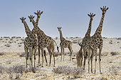 Southern Giraffe (Giraffa camelopardalis giraffa) family group, Etosha National Park, Namibia